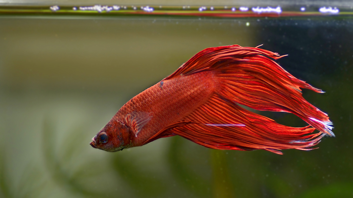 Chiusura Festività Pasquale